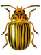 Leaf beetles (Chrysomelidae)