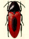  (Elateridae)