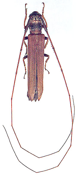 Pseudocalamobius japonicus