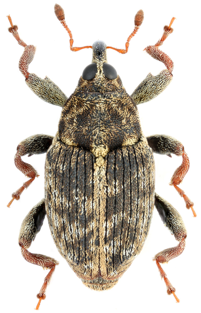 Coryssomerus capucinus (Beck)
