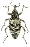 Coniocleonus hollbergi (Fahraeus, 1842)