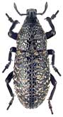 Curculionidae: Adosomus karelini