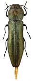 Buprestidae: Agrilus alutaceicollis Obenberger
