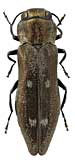 Buprestidae: Agrilus quadrisignatus Mars.