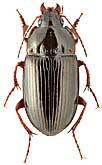 Carabidae: Amara quenseli (C.J. Schoenherr)