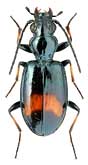 Carabidae: Bembidion (Nepha) menetriesi