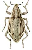 Curculionidae: Brachycleonus fronto (F.-W.)