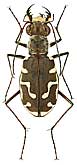 Carabidae: Calomera sturmi (Menetries)