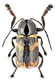 Chrysomelidae: Cryptocephalus (Heterichnus) tarsalis J.Weise, 1887