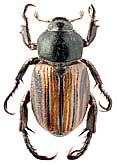 Scarabaeidae: Megapertha massageta (Kirsch, 1880)