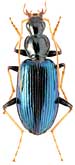 Carabidae: Dicranoncus femoralis Chaud.