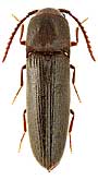 Eucnemidae: Dirrhagofarsus attenuatus (Makl.)