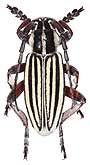 Cerambycidae: Dorcadion (Acutodorcadion) alexandris Pic, 1900