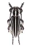 Cerambycidae: Dorcadion (Acutodorcadion) grande Jakowlev, 1906