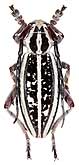 Cerambycidae: Dorcadion (s. str.) irinae Danilevskiy, 1997