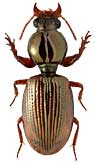 Carabidae: Dyschirius fulgidus Motsch.