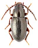 Tenebrionidae: Ectromopsis bogatschevi (Iablokoff-Khnzorian, 1957)