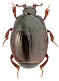 Histeridae: Gnathoncus suturifer