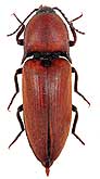 Elateridae: Elater ferrugineus Linnaeus, 1758