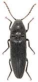 Elateridae: Melanotus brunnipes (Paykull, 1800)
