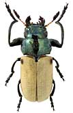 Chrysomelidae: Labidostomis metallica Lef.