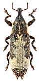 Curculionidae: Lixus cylindrus (F.)