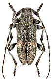 Cerambycidae: Oplosia cinerea (Muls.)