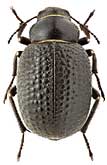 Tenebrionidae: Pachyscelis gemmans Baudi