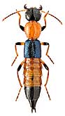 Staphylinidae: Paederus littoralis Grav., 1802
