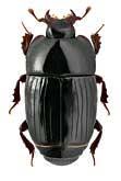 Histeridae: Platysoma deplanatum Gyll.