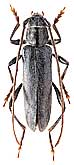 Cerambycidae: Pronocera sibirica (Gebler)