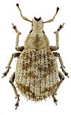 Curculionidae: Pseudocneorrhinus setosus Roelofs, 1873