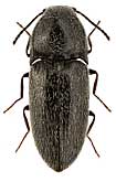 Elateridae: Quasimus minutissimus (Germar)