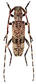 Cerambycidae: Rondibilis schabliovskyi (Tsher., 1982)