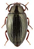 Tenebrionidae: Scaphidema jureceki (Pic)