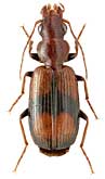 Carabidae: Singilis cingulatus (Gebl.)