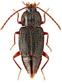 Staphylinidae: Trigonurus asiaticus Reiche