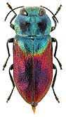 Buprestidae: Anthaxia (s. str.) salicis salicis (= croesus Vill.)