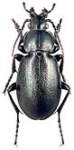 Carabidae: Carabus (Semnocarabus) regulus