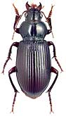 Carabidae: Curtonotus (s. str.) desertus