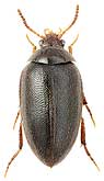 Eucinetidae: Eucilodes ussuriensis