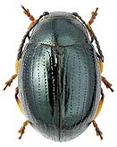 Chrysomelidae: Sternoplatys fulvipes