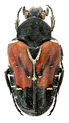Taeniodera nigrithorax Miksic, 1972