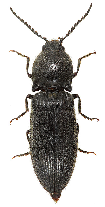 Hemicrepidius niger (Linnaeus, 1758)