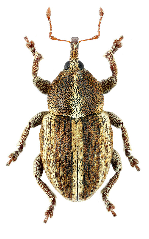 Tychius albolineatus Motsch.