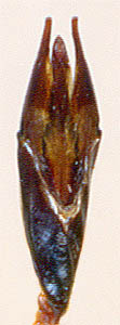  Hydrophilus acuminatus