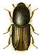  (Scolytidae)