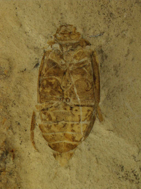 CNU_COL_LB2009032_Mesoderus_magnus