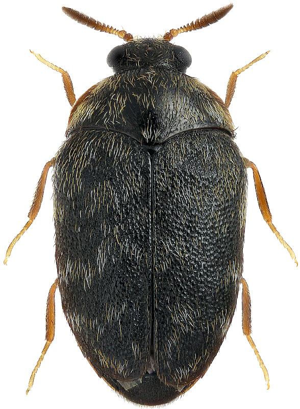 Trogoderma glabrum (Herbst, 1783 )