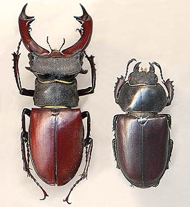 Рогачи (Lucanidae)